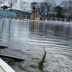 平日は釣り人も少ない、かめプー