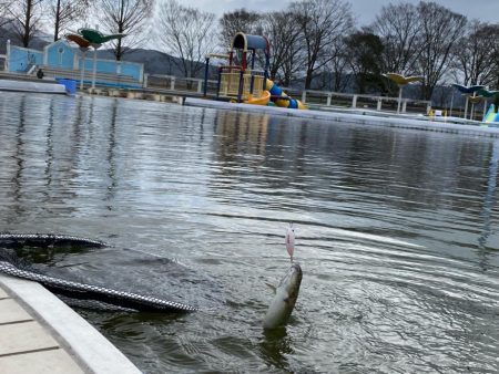 平日は釣り人も少ない、かめプー