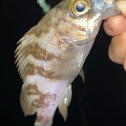 仕事終わりメバリング