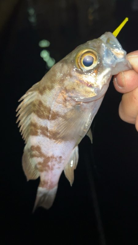 仕事終わりメバリング