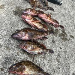 ガシリング アタリ多いです