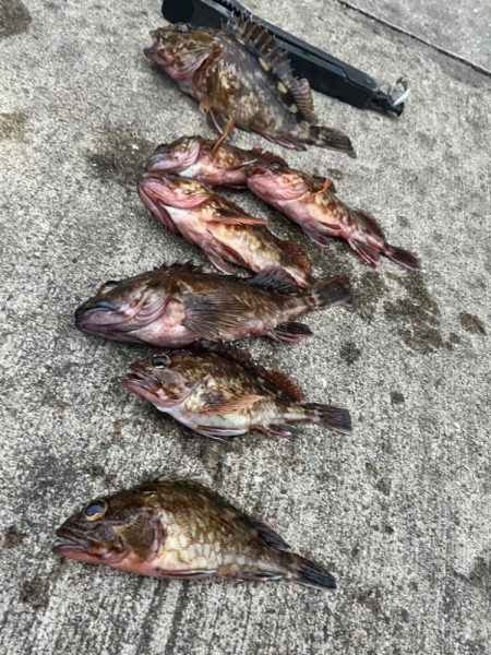 ガシリング アタリ多いです