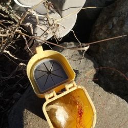 清掃活動：ファーストフィッシュはガシラ