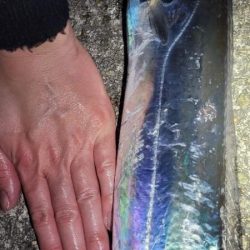 さすがに、もう厳しい様です