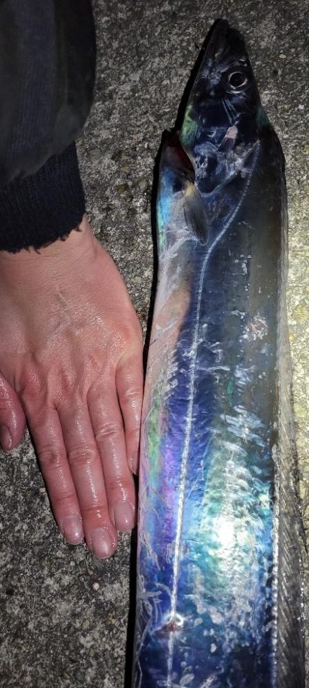 さすがに、もう厳しい様です