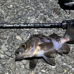 大潮満月のメバルは沈み気味