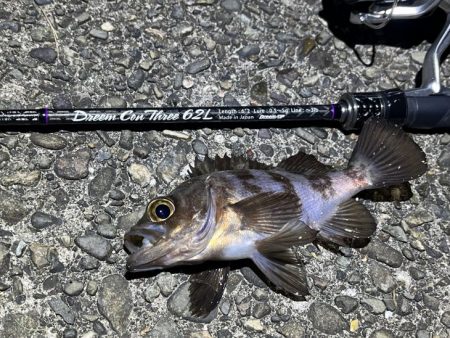 大潮満月のメバルは沈み気味