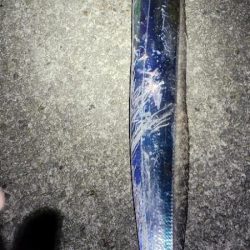 さすがに、もう厳しい様です