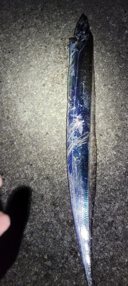 さすがに、もう厳しい様です