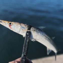 カマス爆沸き継続中‼︎