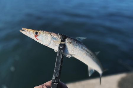 カマス爆沸き継続中‼︎