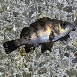 大潮満月のメバルは沈み気味