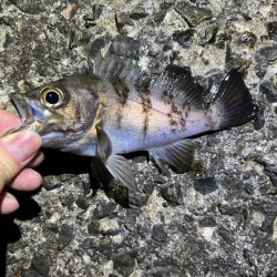 大潮満月のメバルは沈み気味