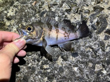 大潮満月のメバルは沈み気味