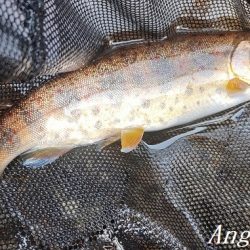 2024年、揖保川解禁!