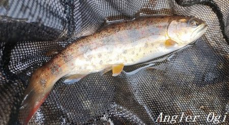 2024年、揖保川解禁!