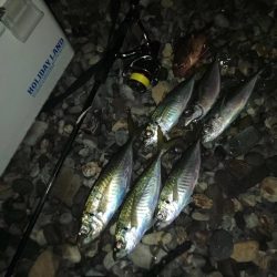 (尺アジ)フロートゲーム。