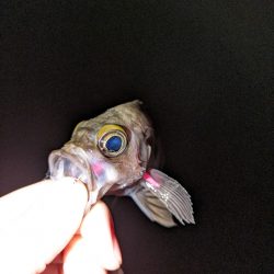 久しぶりにメバリング