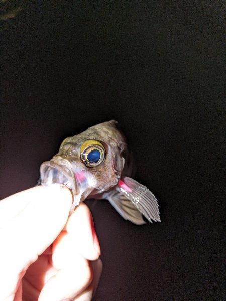 久しぶりにメバリング