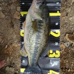 またまたグリマーで1本