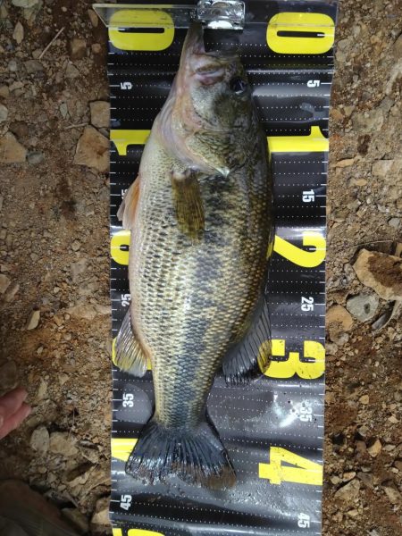 またまたグリマーで1本