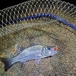 一匹でも釣れてよかった…