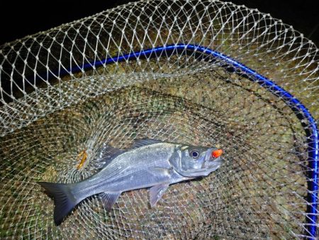 一匹でも釣れてよかった…