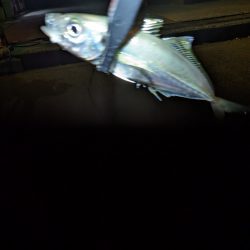 陸っぱり釣行記