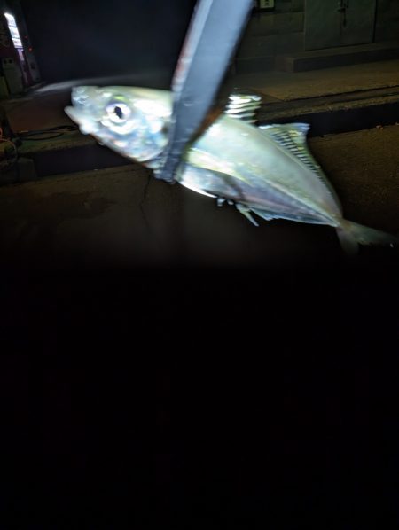 陸っぱり釣行記