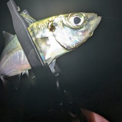 陸っぱり釣行記