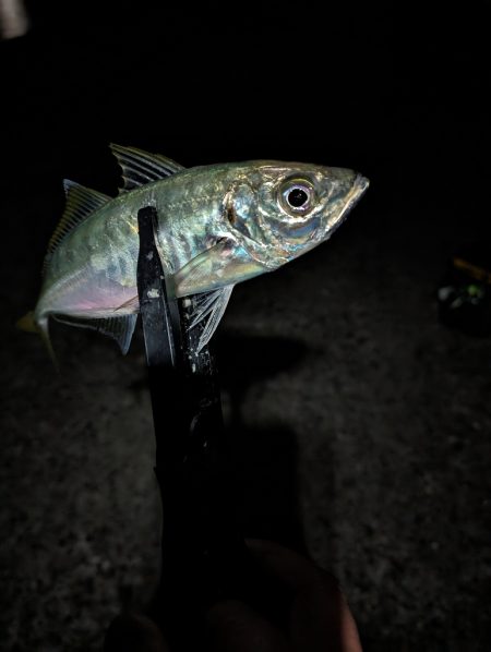 陸っぱり釣行記