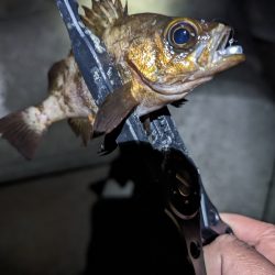 陸っぱり釣行記