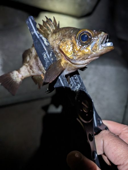 陸っぱり釣行記