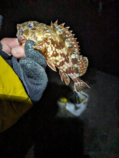 陸っぱり釣行記