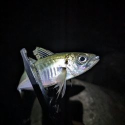 陸っぱり釣行記