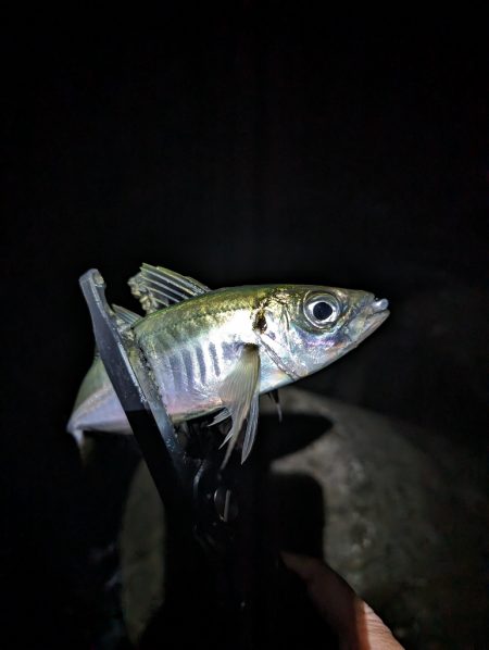 陸っぱり釣行記