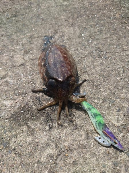 サゴシ狙いでしたが