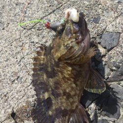 カサゴ？ムラソイ？