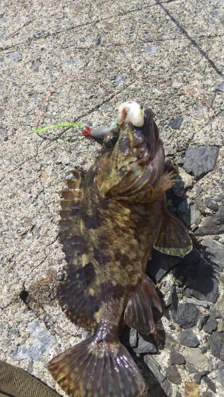 カサゴ？ムラソイ？