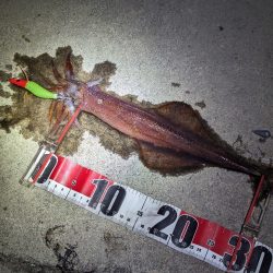 ヤリイカ・メバル