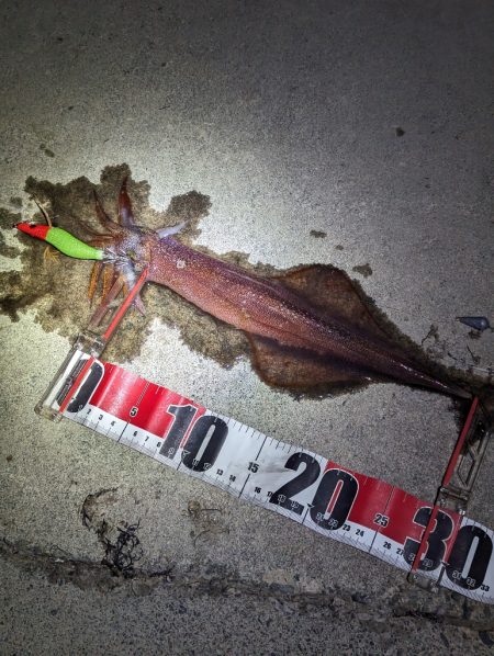 ヤリイカ・メバル