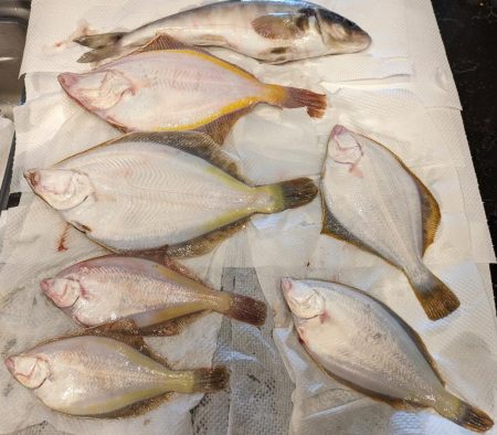 兜千畳敷でカレイ大漁！！ホッケも上がる！！