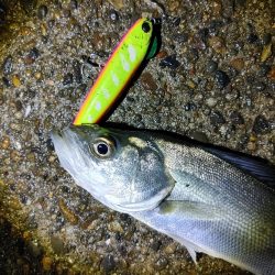 なんとかセイゴ