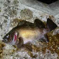 息子がメバルの煮付けを食べたいそうで