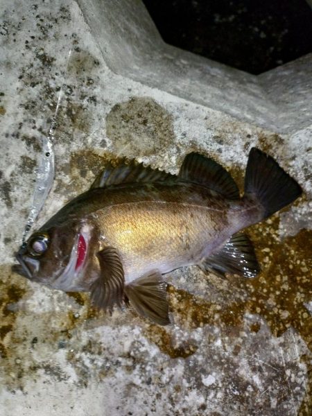 息子がメバルの煮付けを食べたいそうで