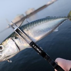 仕事終わりに🎣