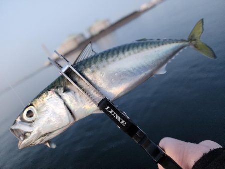 仕事終わりに🎣