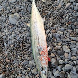 今年初のショアジギ