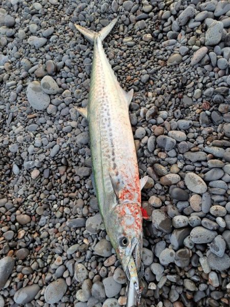 今年初のショアジギ