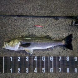 バチ抜け調査🎣